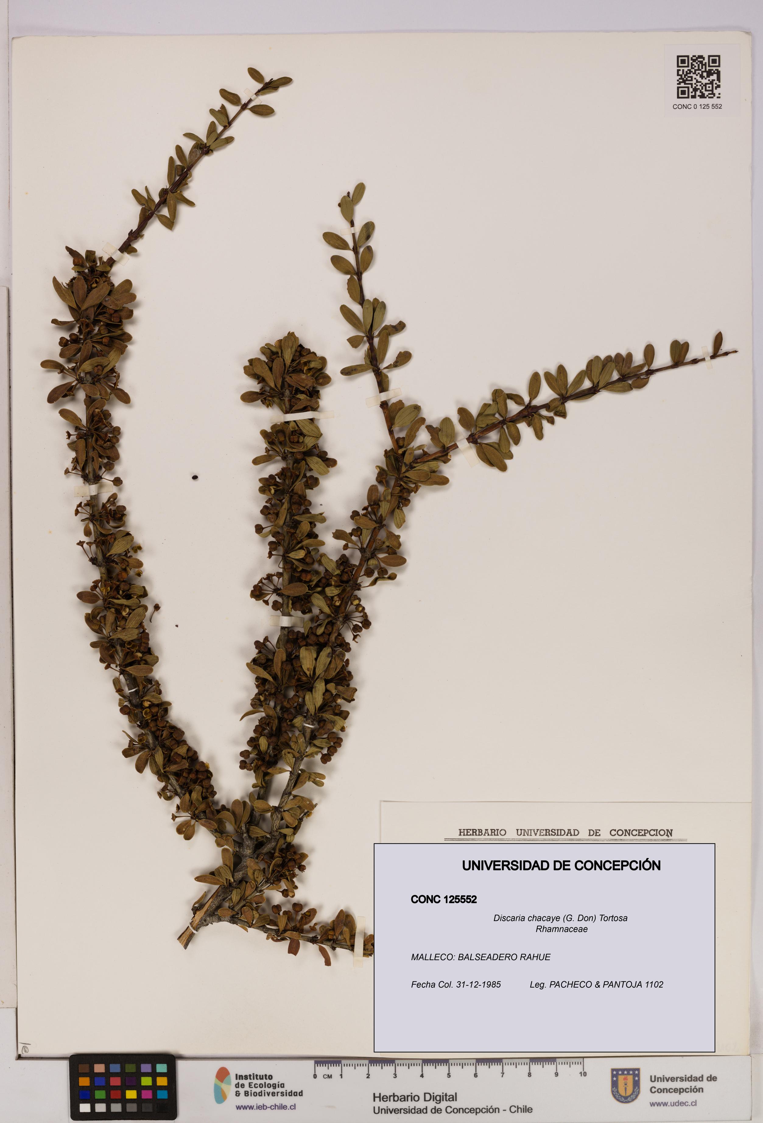 Discaria chacaye [Espécimen: UDEC:CONC:0125552]