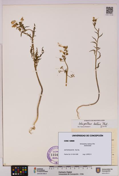 Schizanthus lacteus [Espécimen: UDEC:CONC:0125606]