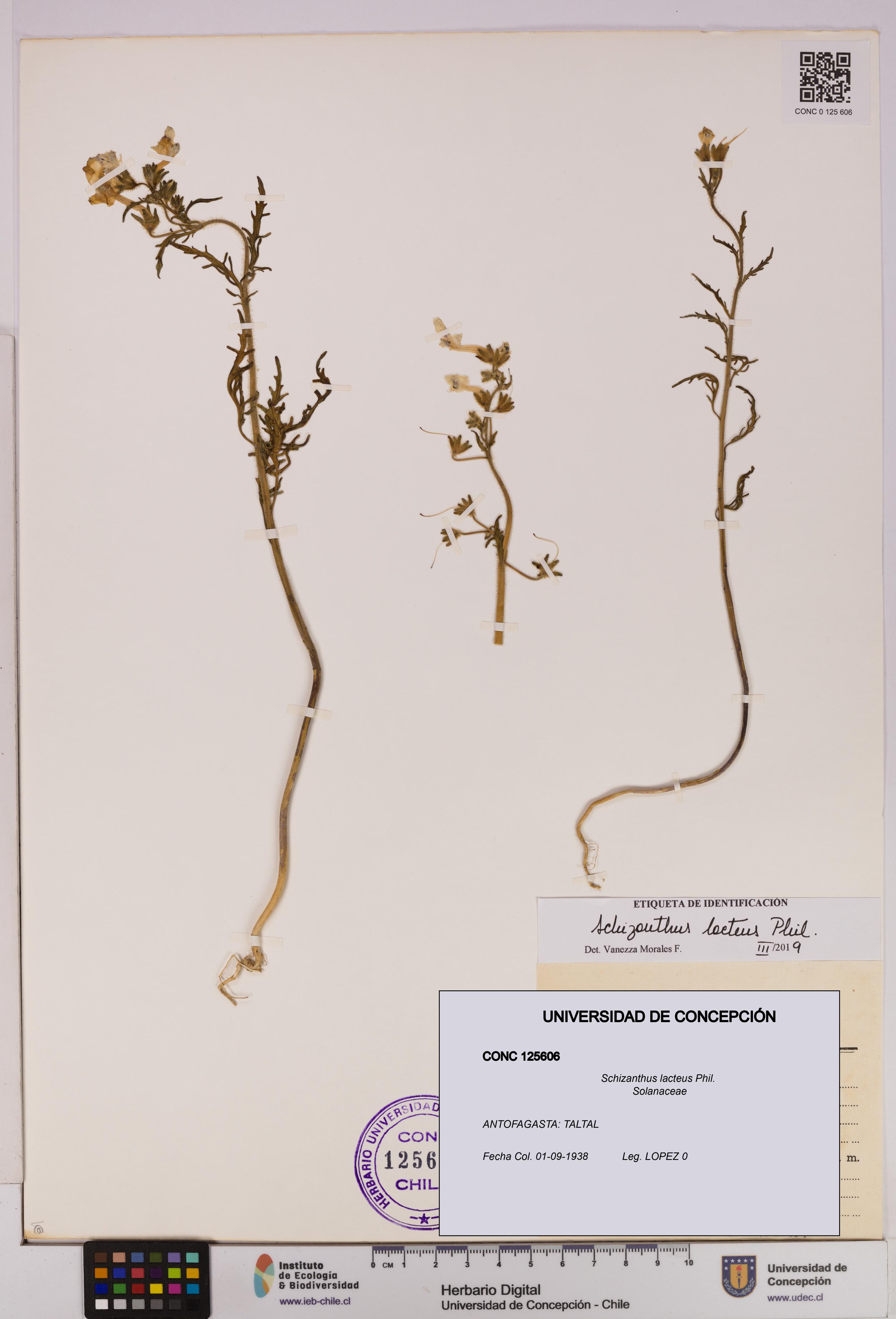 Schizanthus lacteus [Espécimen: UDEC:CONC:0125606]