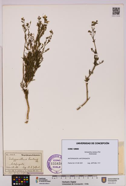 Schizanthus lacteus [Espécimen: UDEC:CONC:0125630]