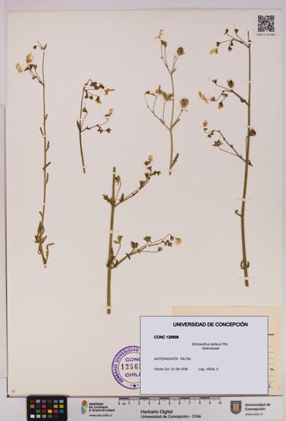 Schizanthus lacteus [Espécimen: UDEC:CONC:0125656]