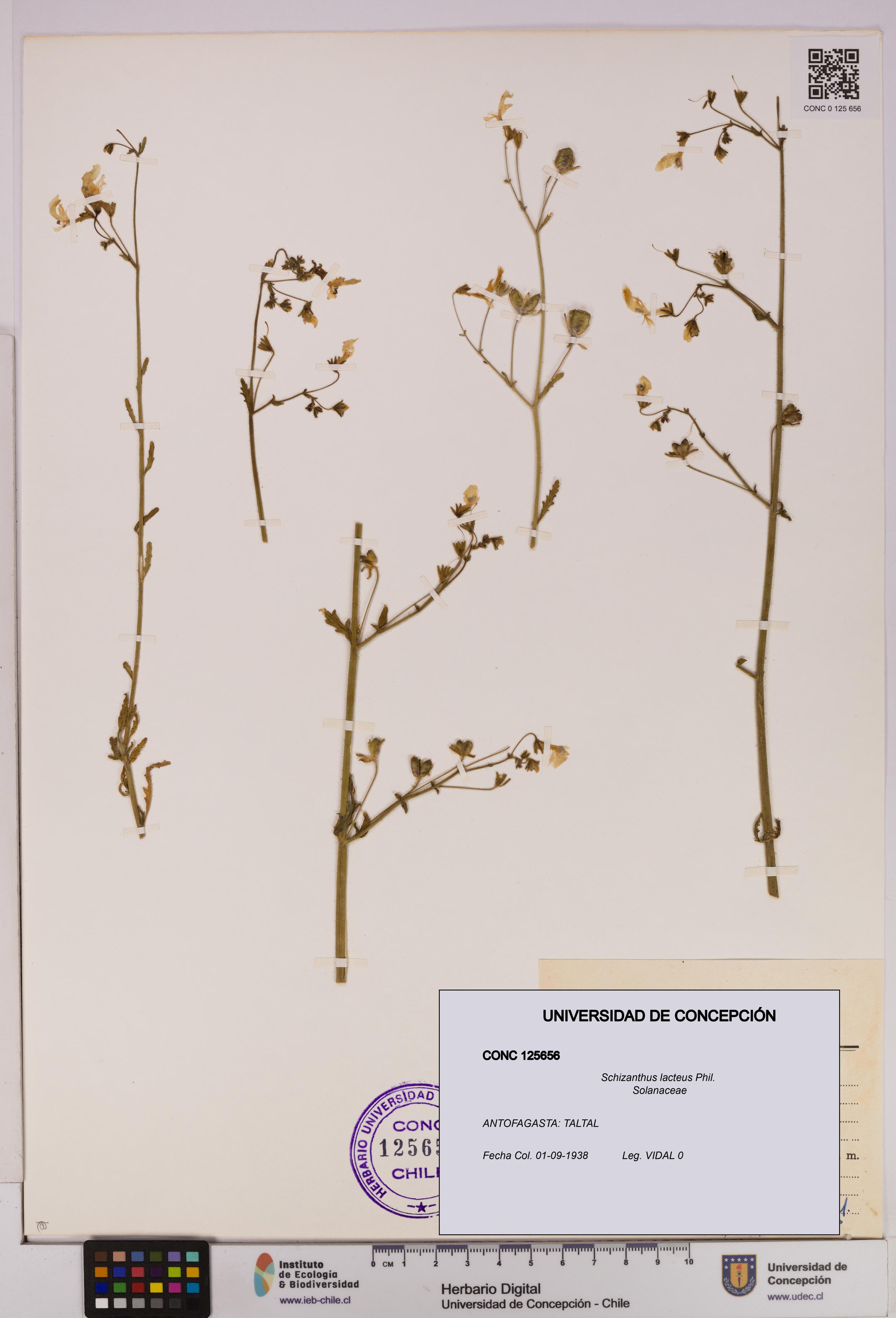 Schizanthus lacteus [Espécimen: UDEC:CONC:0125656]