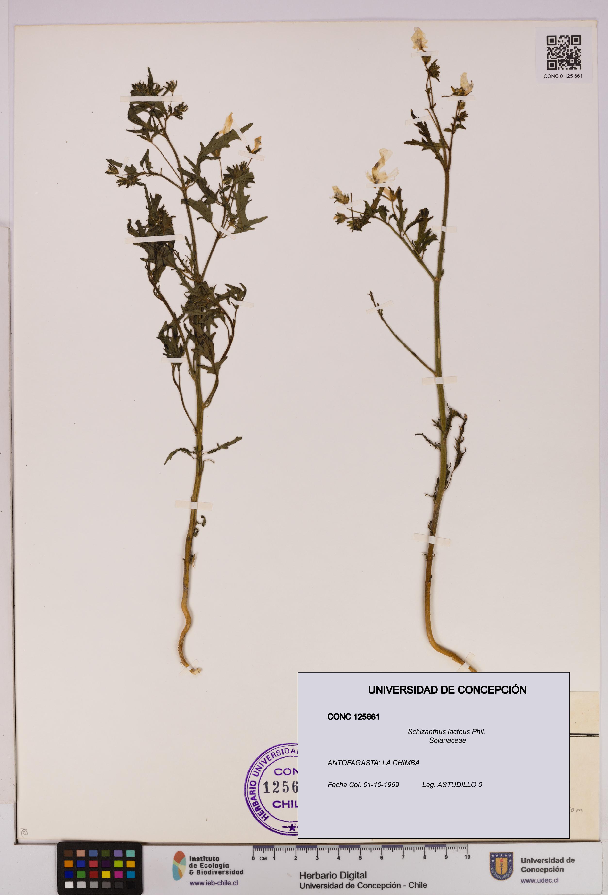Schizanthus lacteus [Espécimen: UDEC:CONC:0125661]