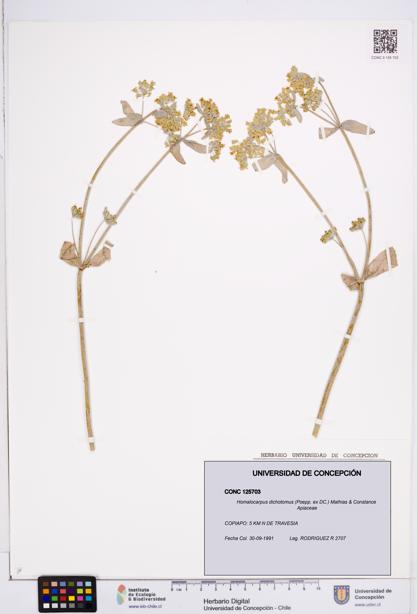 Homalocarpus dichotomus [Espécimen: ]