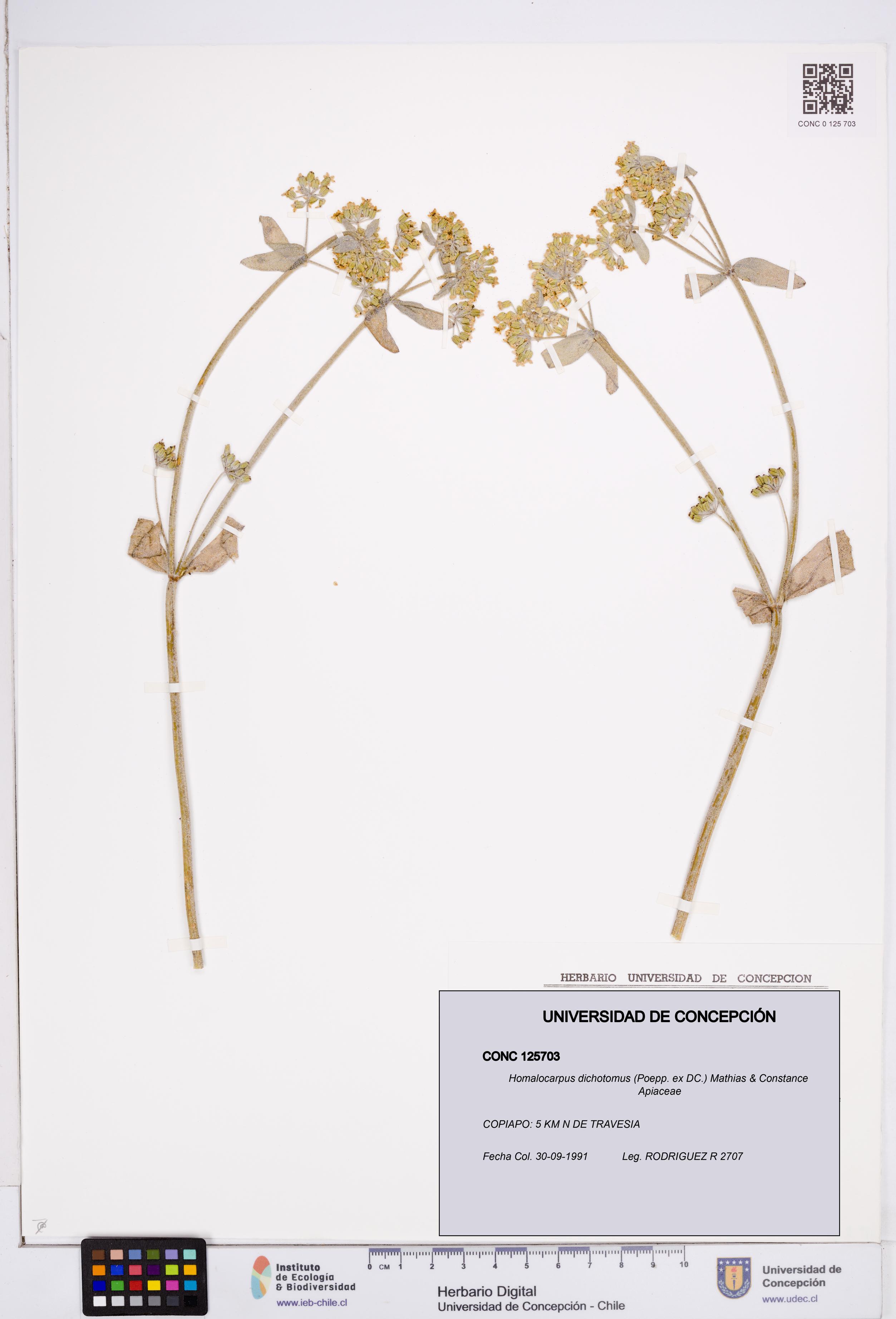 Homalocarpus dichotomus [Espécimen: ]