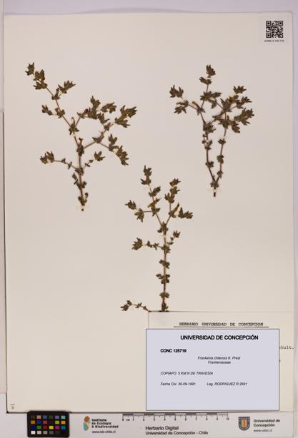 Frankenia chilensis [Espécimen: UDEC:CONC:0125719]