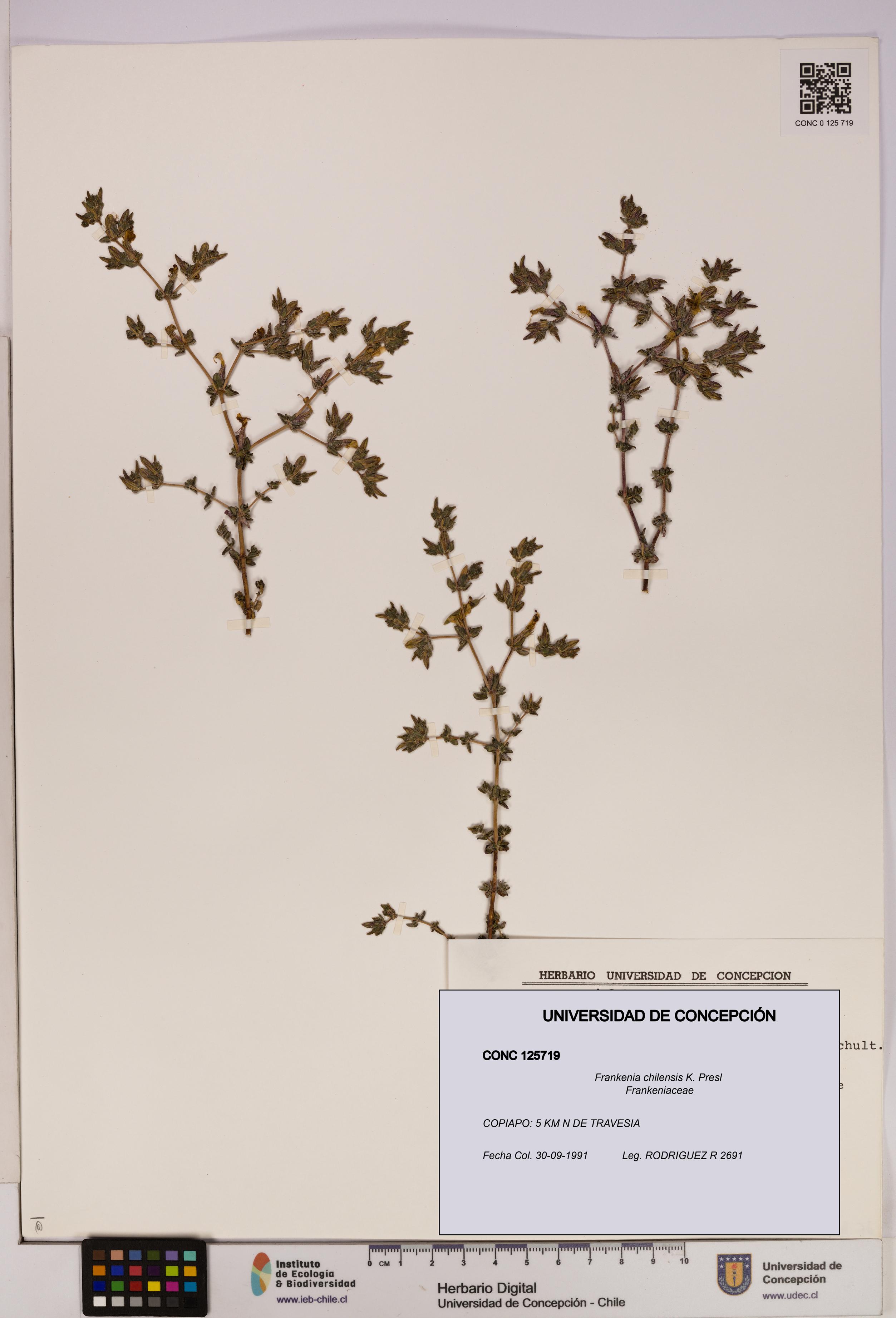 Frankenia chilensis [Espécimen: UDEC:CONC:0125719]