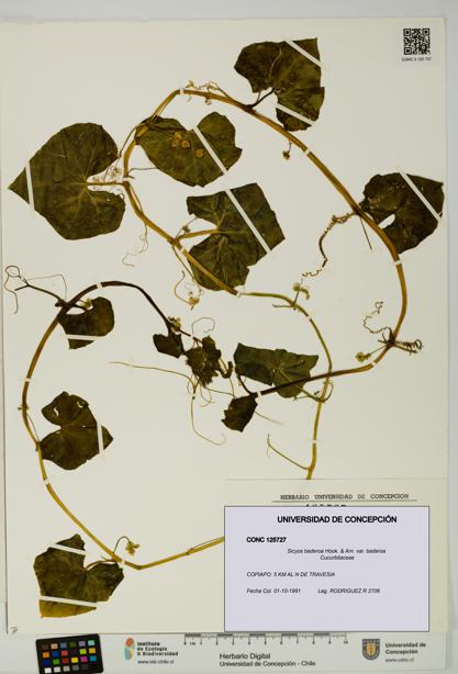 Sicyos baderoa var. baderoa [Espécimen: UDEC:CONC:0125727]