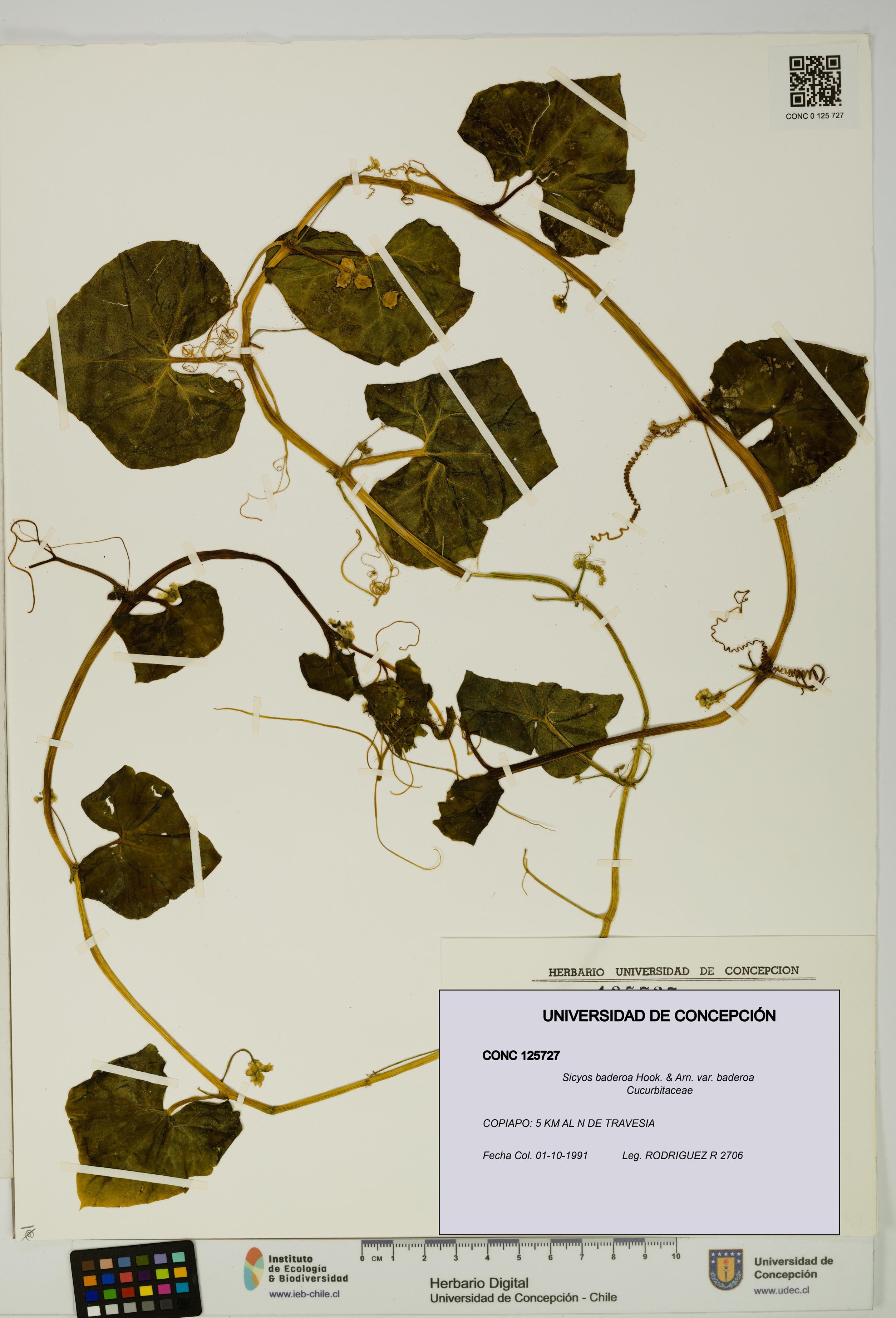 Sicyos baderoa var. baderoa [Espécimen: UDEC:CONC:0125727]