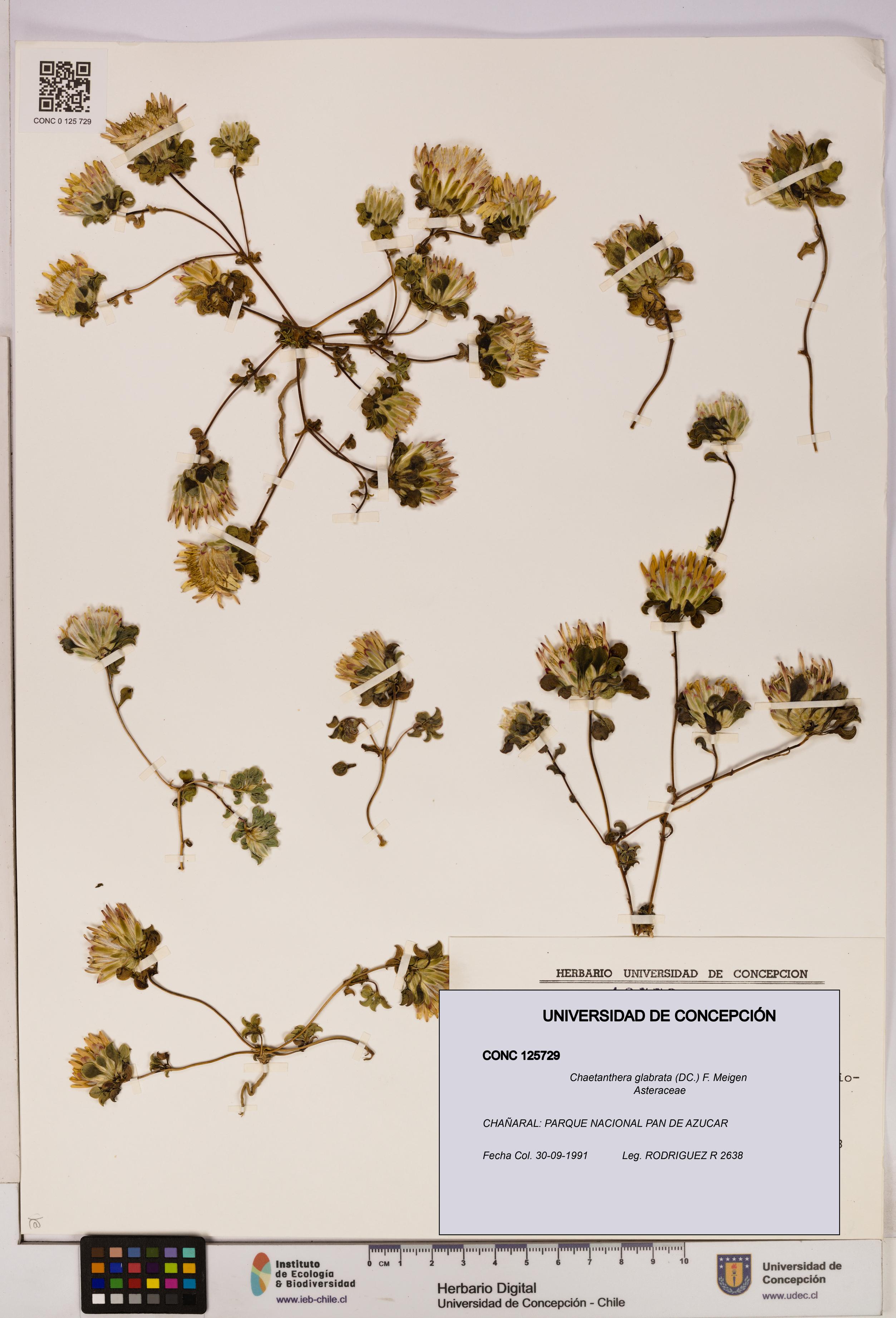 Chaetanthera glabrata [Espécimen: UDEC:CONC:0125729]