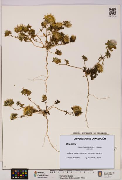 Chaetanthera glabrata [Espécimen: UDEC:CONC:0125730]