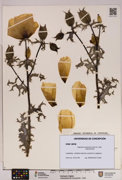 Argemone hunnemannii [Espécimen: UDEC:CONC:0125732]