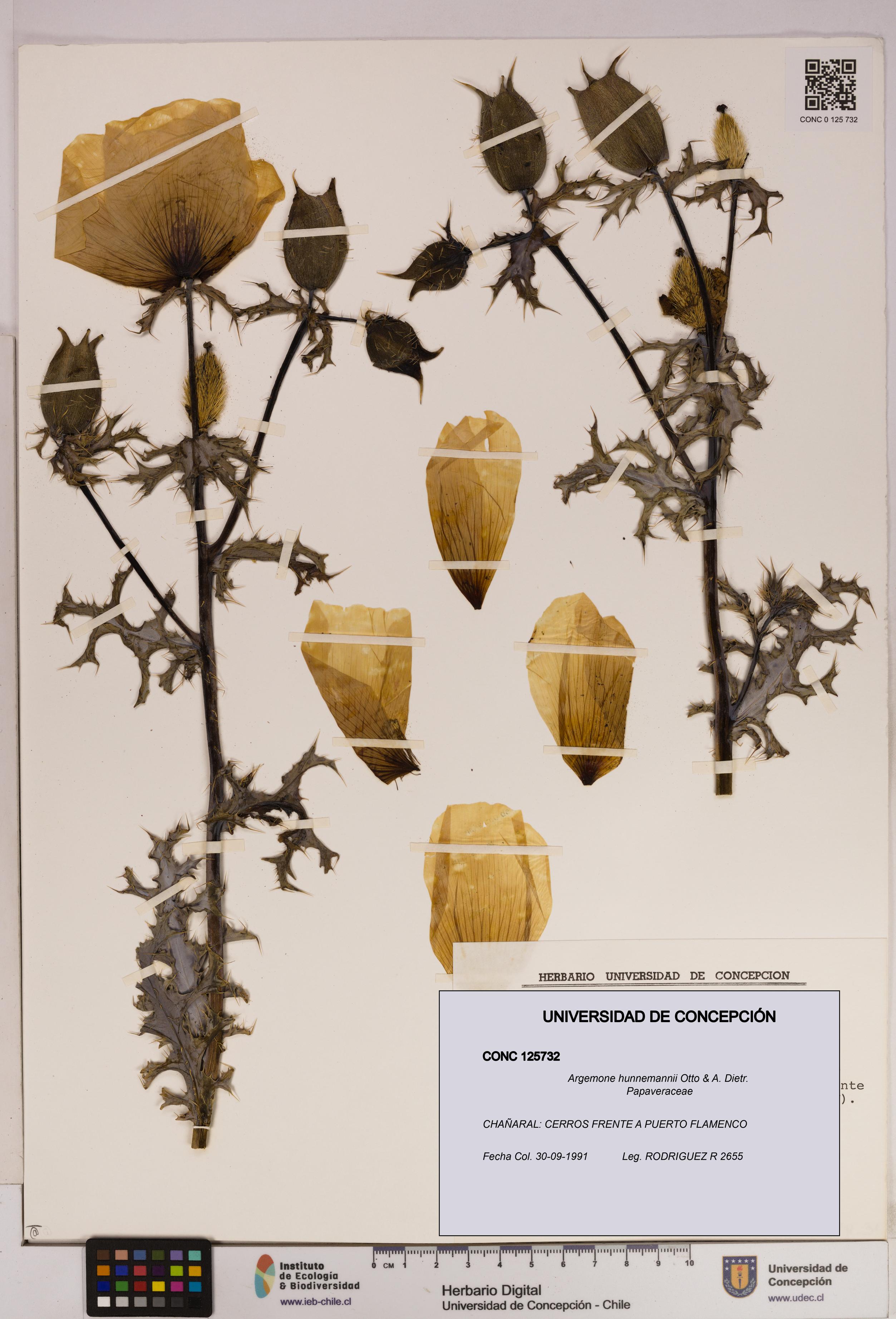 Argemone hunnemannii [Espécimen: UDEC:CONC:0125732]
