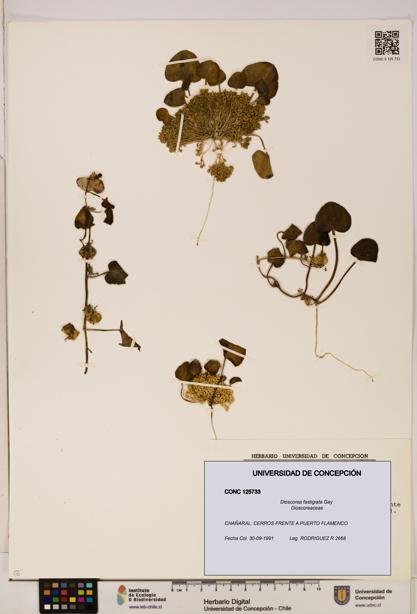 Dioscorea fastigiata [Espécimen: ]
