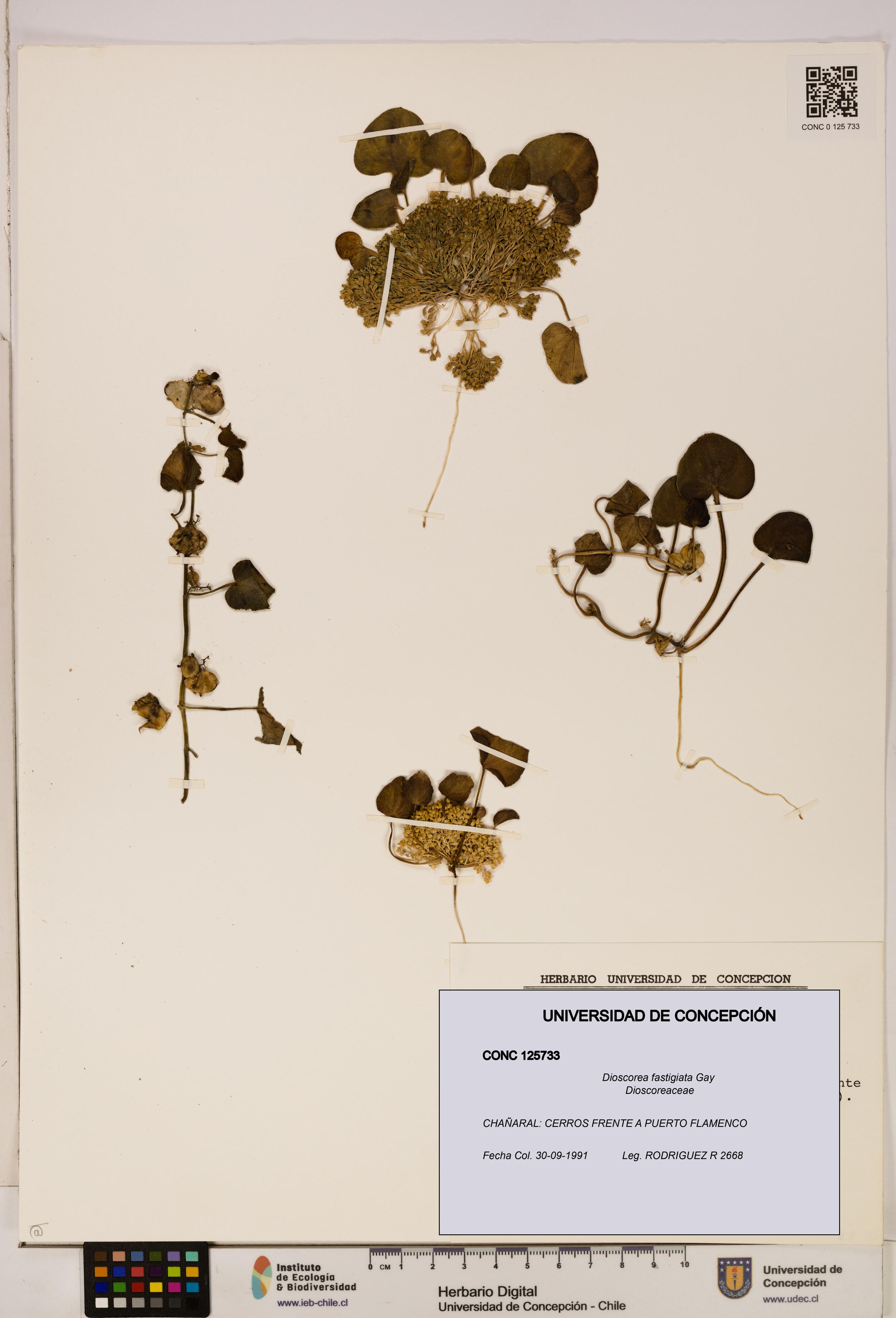Dioscorea fastigiata [Espécimen: ]