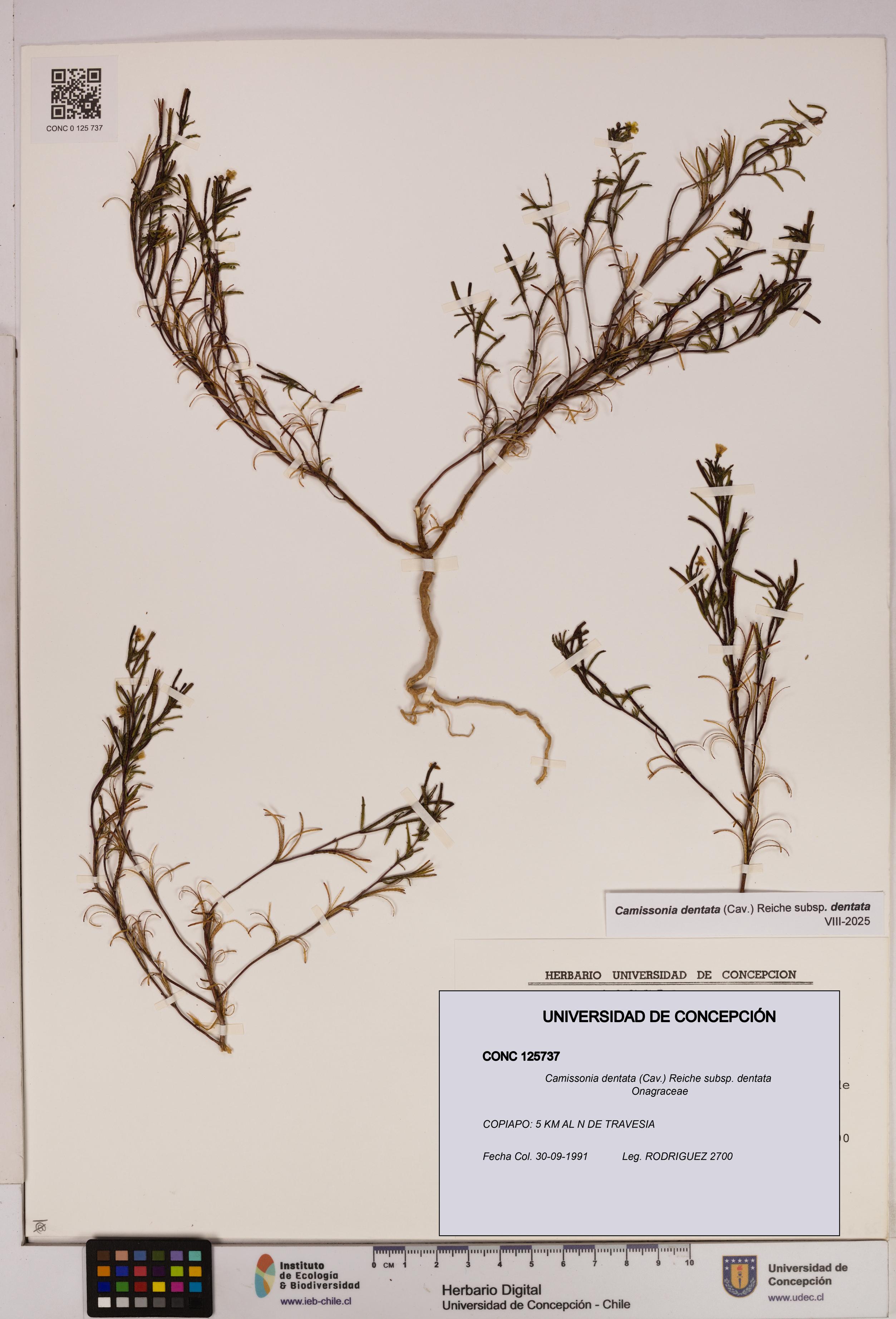 Camissonia dentata [Espécimen: UDEC:CONC:0125737]