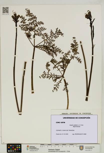 Argylia radiata [Espécimen: UDEC:CONC:0125739]