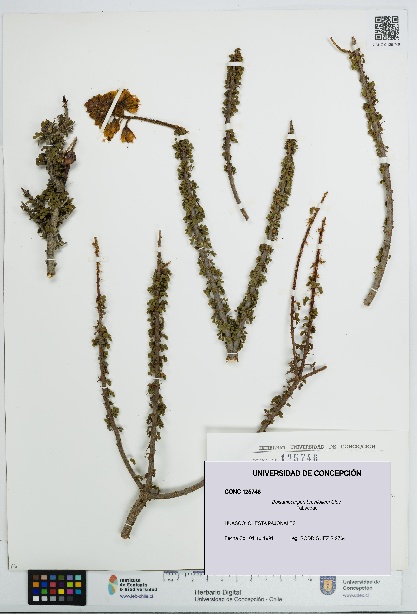 Balsamocarpon brevifolium [Espécimen: UDEC:CONC:0125746]