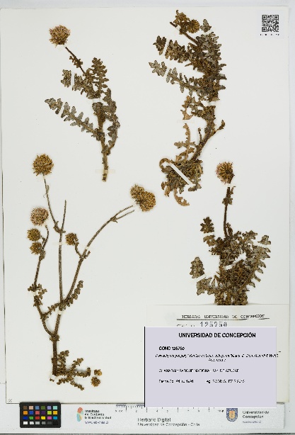 Polyachyrus poeppigii [Espécimen: UDEC:CONC:0125750]