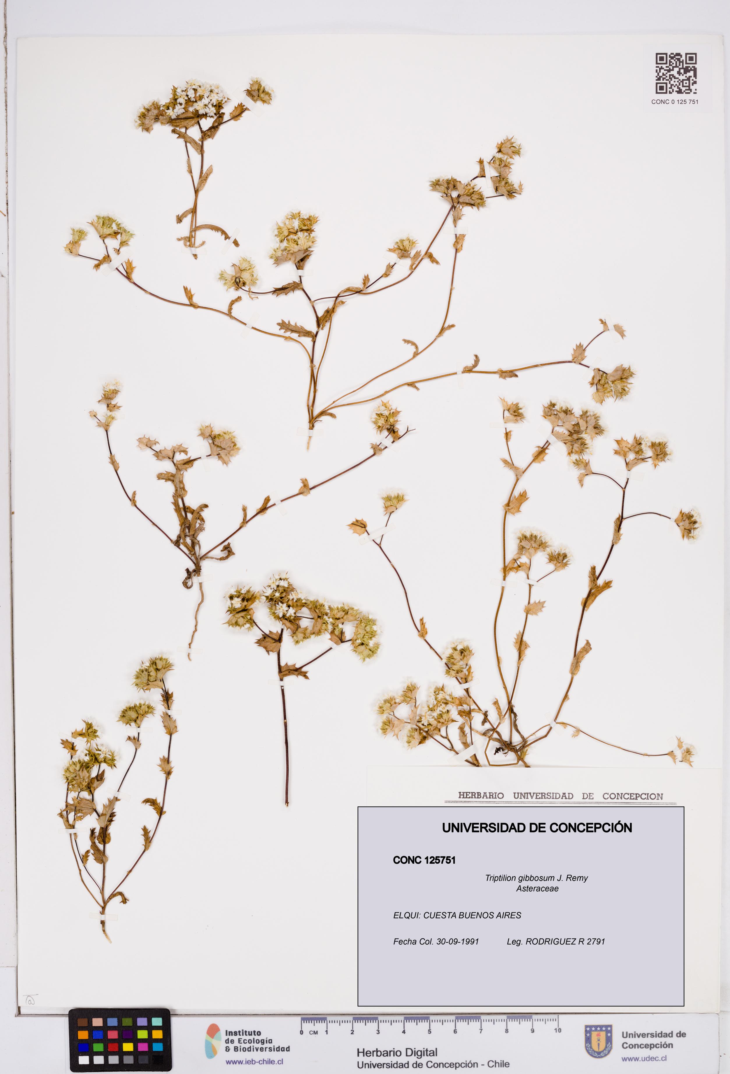 Triptilion gibbosum [Espécimen: ]
