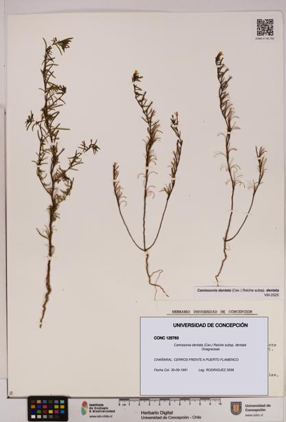 Camissonia dentata [Espécimen: UDEC:CONC:0125763]
