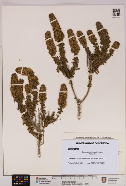 Ophryosporus triangularis [Espécimen: UDEC:CONC:0125764]