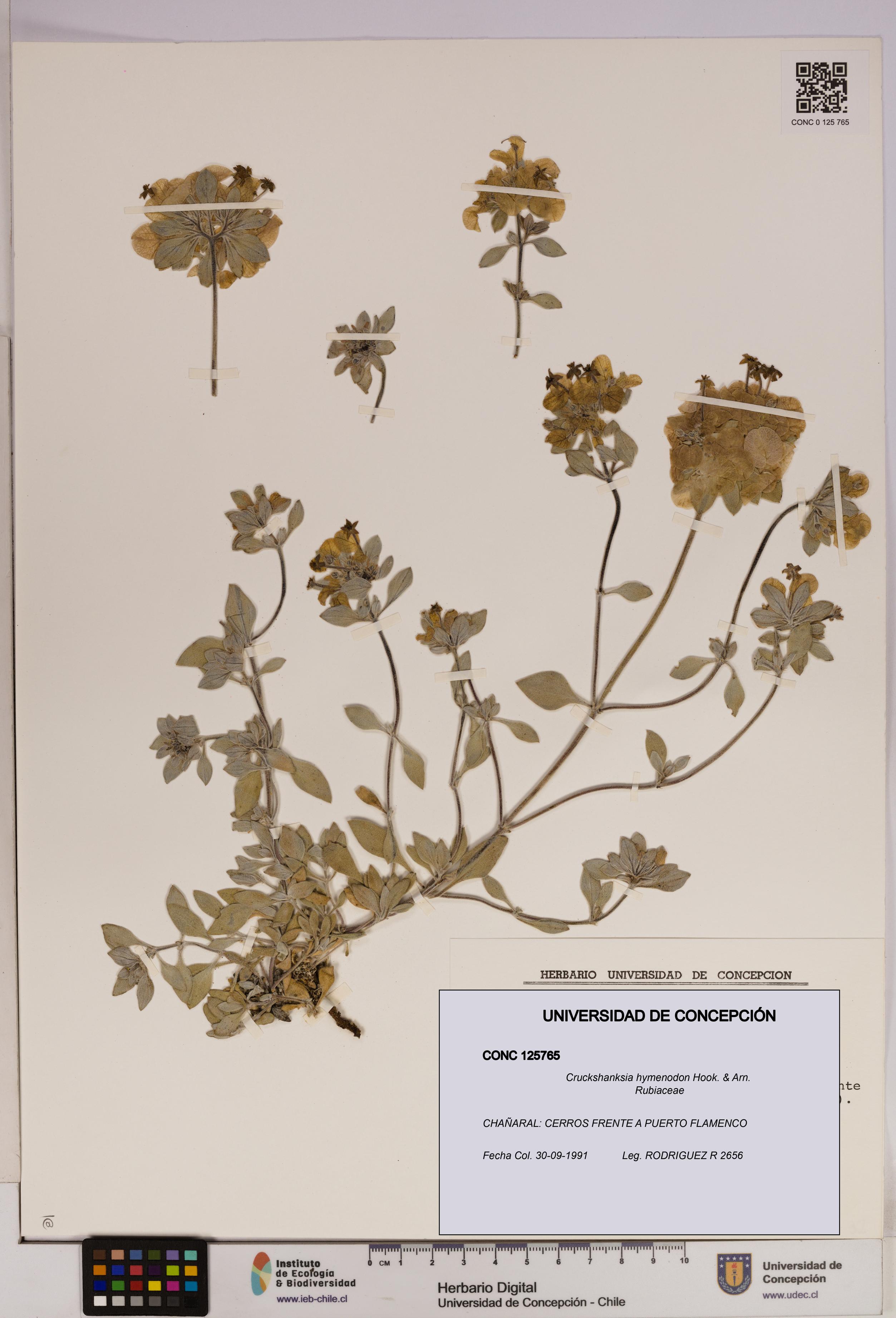 Cruckshanksia hymenodon [Espécimen: UDEC:CONC:0125765]