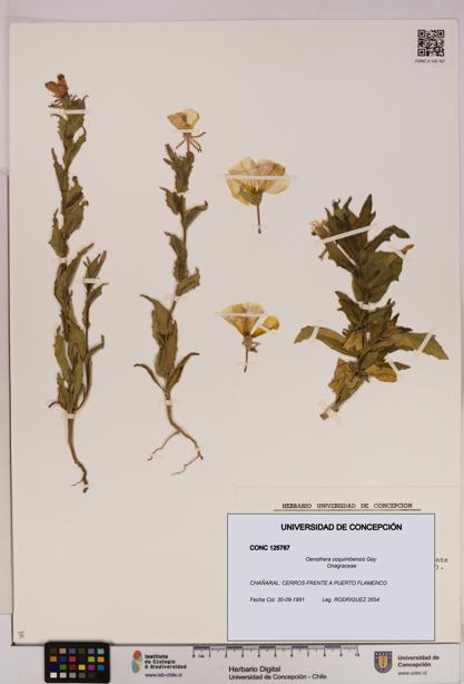 Oenothera coquimbensis [Espécimen: UDEC:CONC:0125767]
