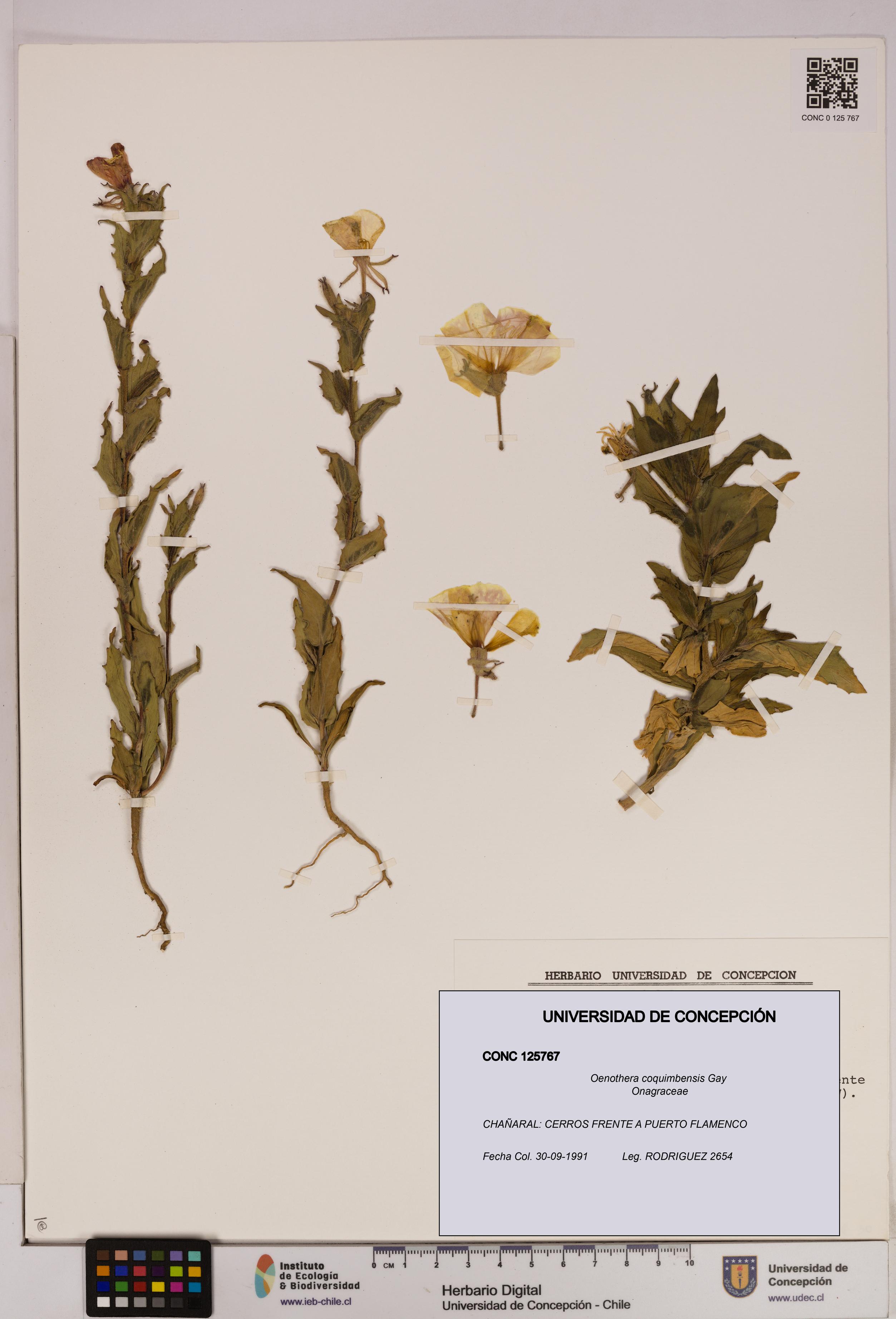 Oenothera coquimbensis [Espécimen: UDEC:CONC:0125767]
