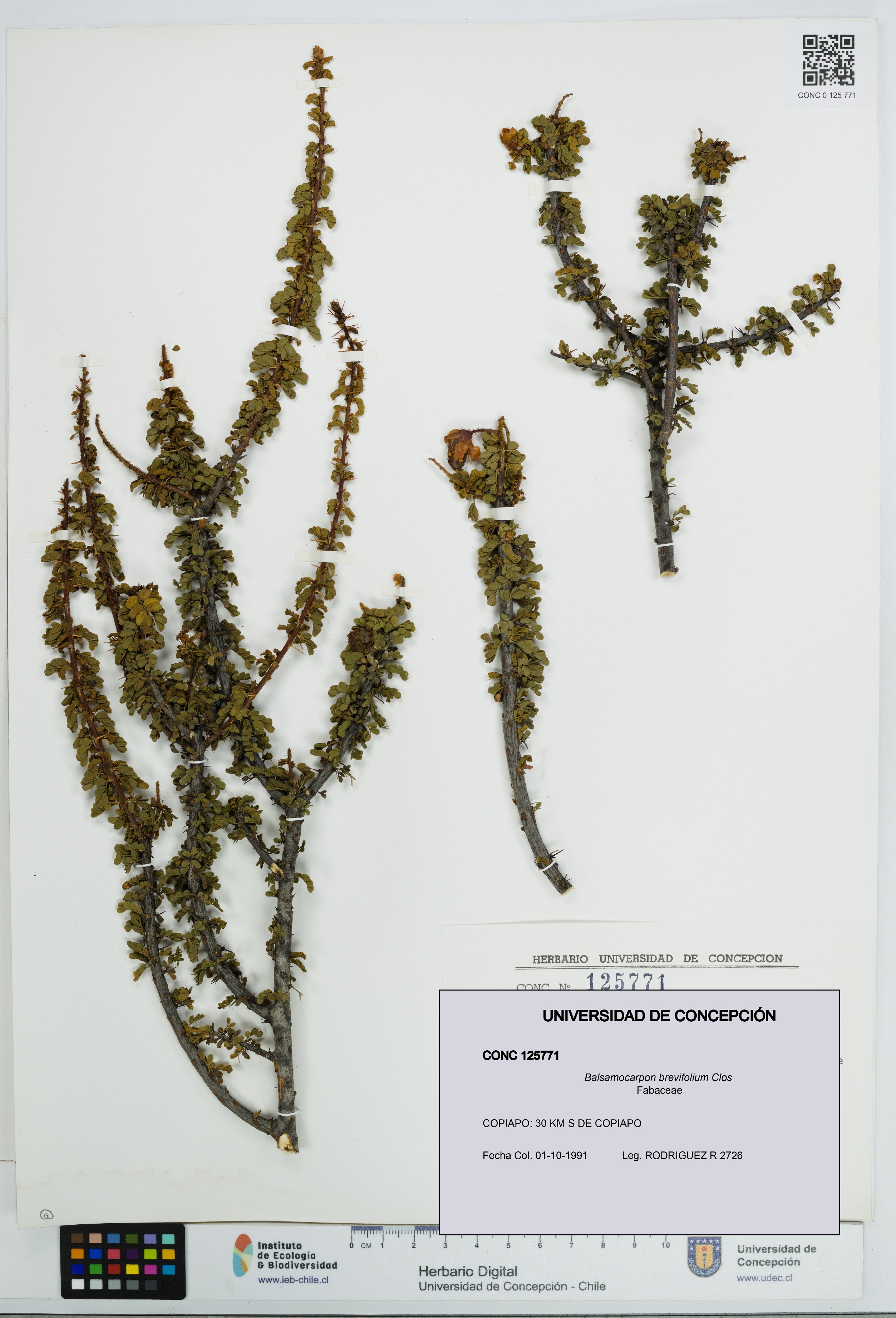 Balsamocarpon brevifolium [Espécimen: UDEC:CONC:0125771]