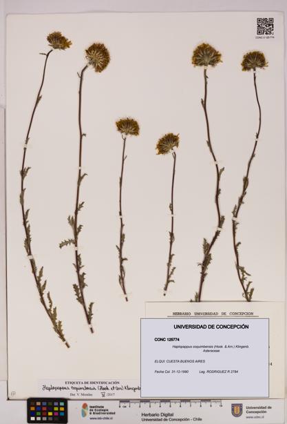 Haplopappus coquimbensis [Espécimen: UDEC:CONC:0125774]