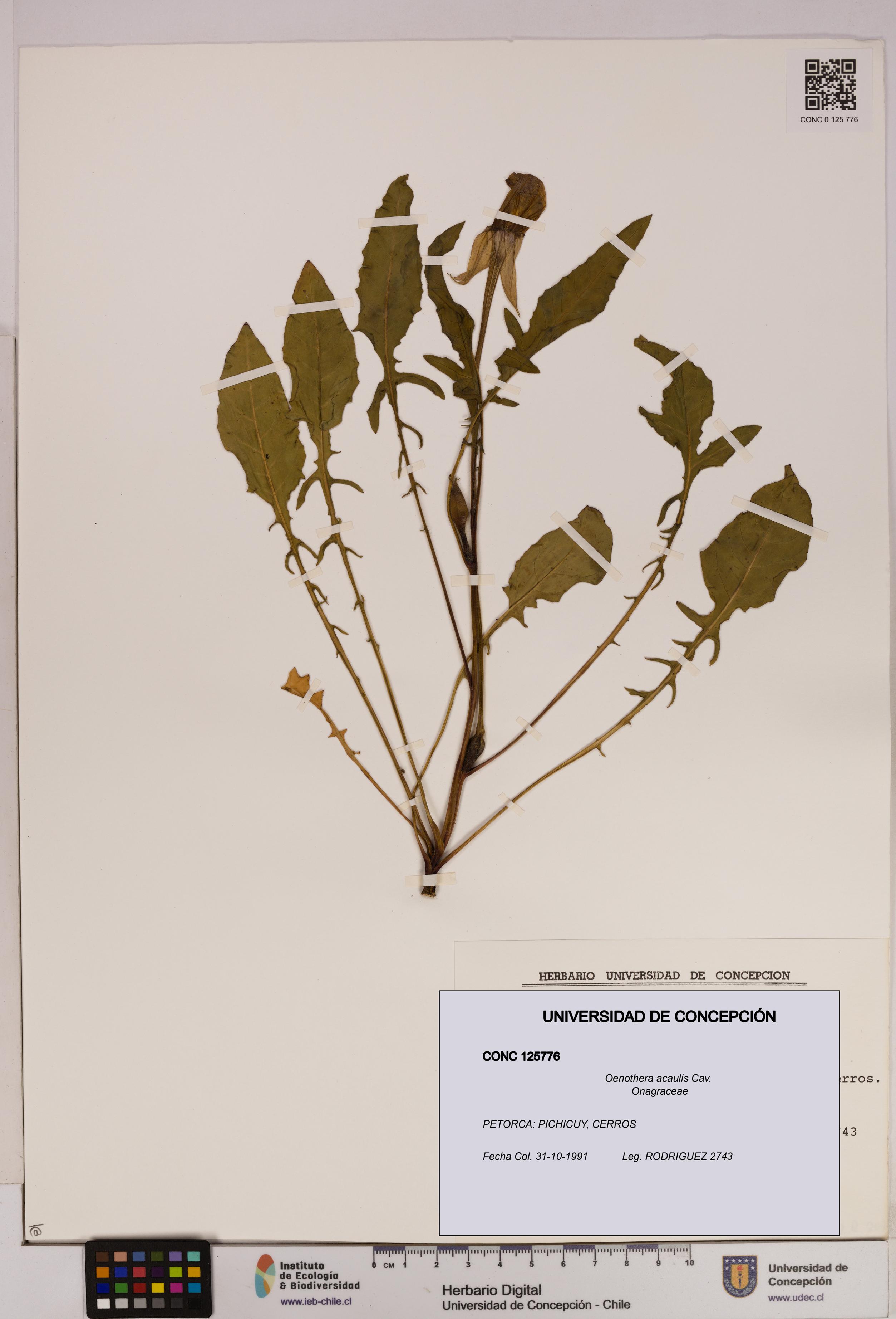 Oenothera acaulis [Espécimen: UDEC:CONC:0125776]