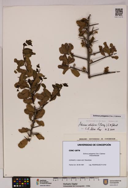 Schinus polygama [Espécimen: UDEC:CONC:0125778]