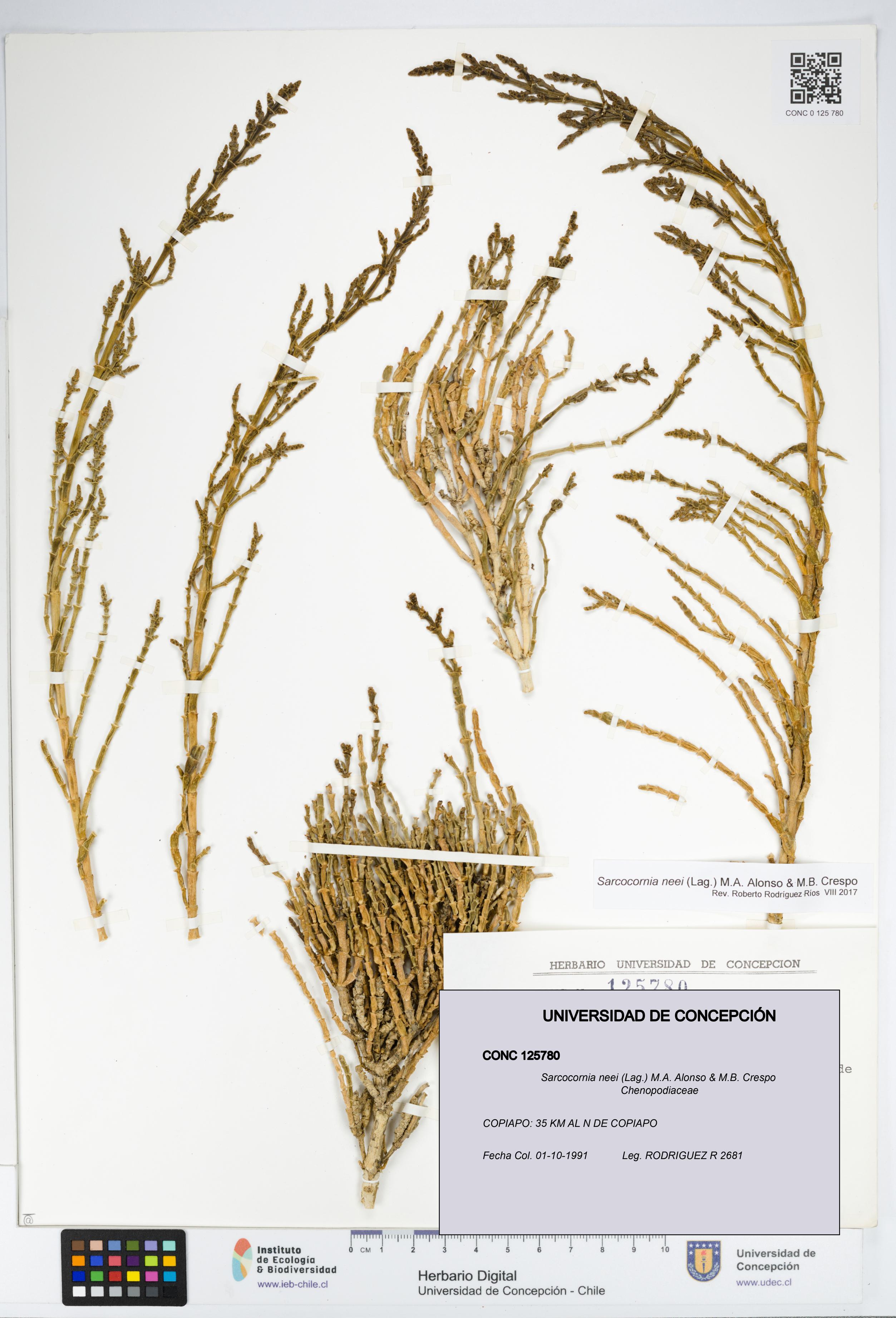 Sarcocornia neei [Espécimen: UDEC:CONC:0125780]