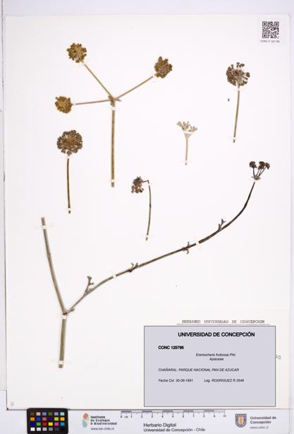 Eremocharis fruticosa [Espécimen: ]