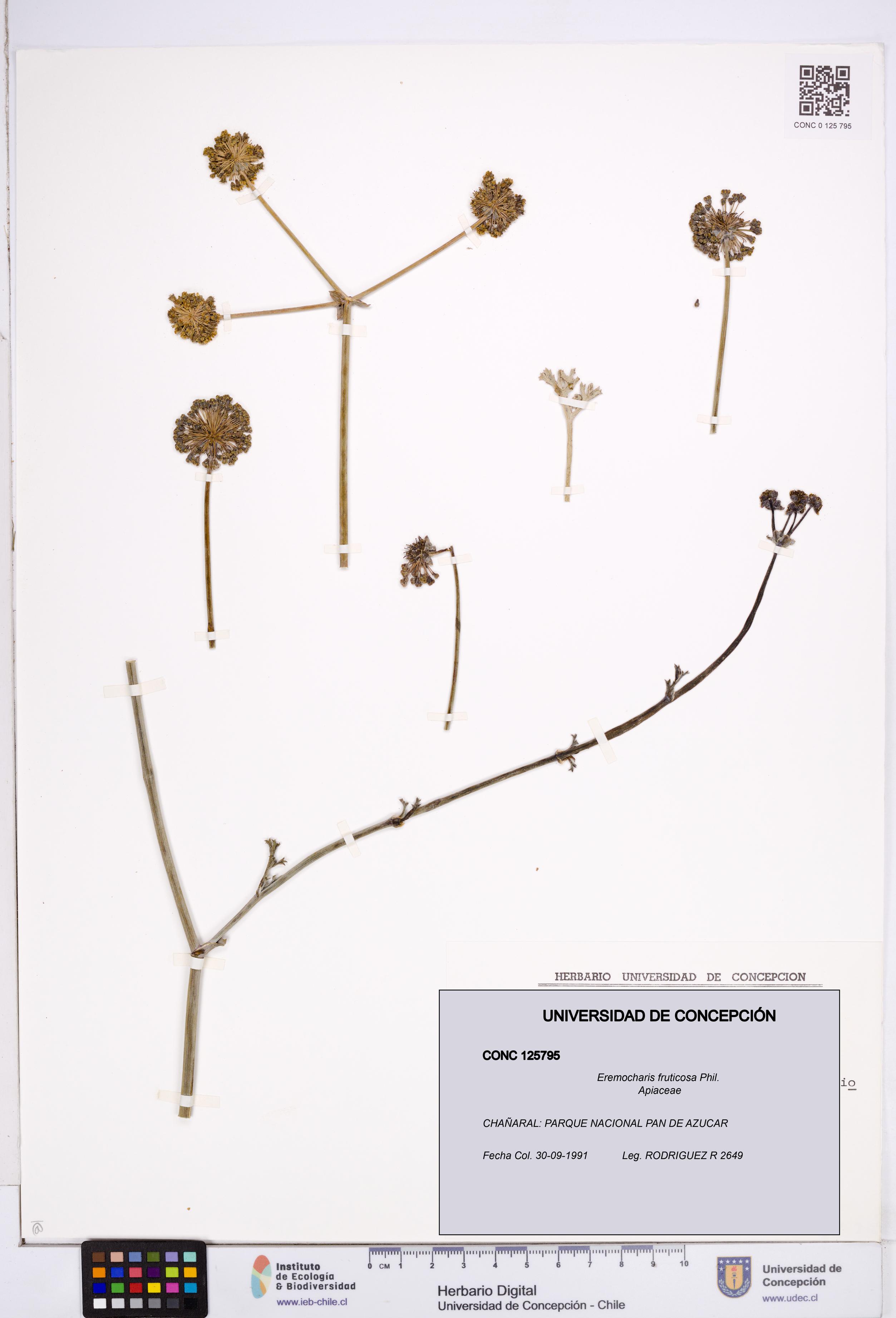 Eremocharis fruticosa [Espécimen: ]