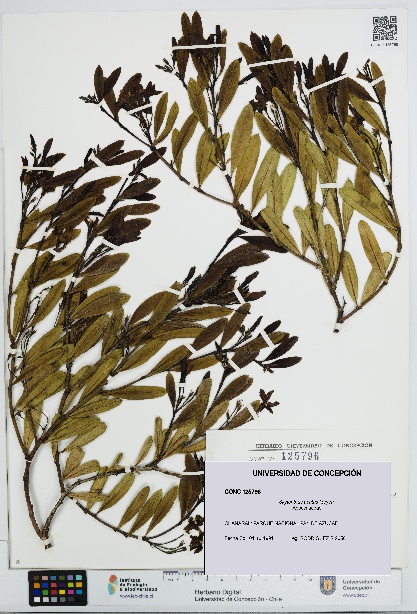 Skytanthus acutus [Espécimen: UDEC:CONC:0125796]