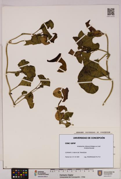 Aristolochia chilensis [Espécimen: UDEC:CONC:0125797]