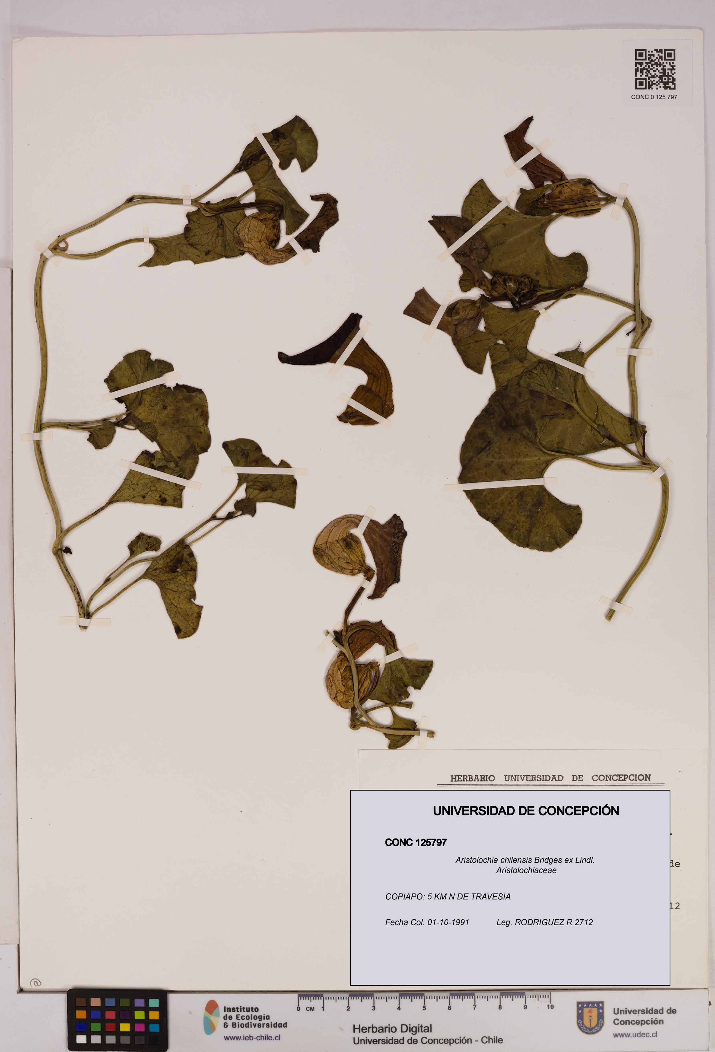 Aristolochia chilensis [Espécimen: UDEC:CONC:0125797]