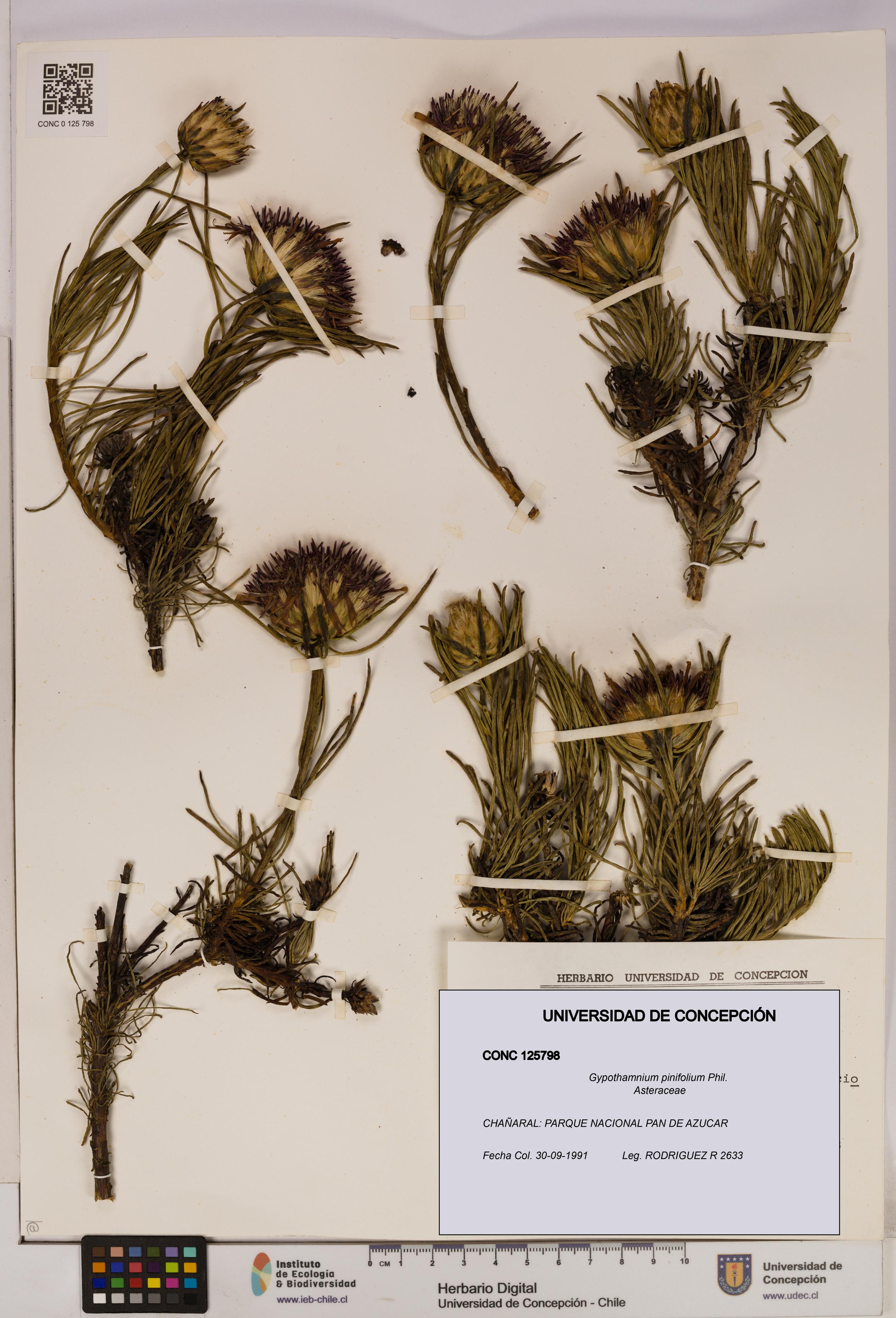 Gypothamnium pinifolium [Espécimen: UDEC:CONC:0125798]
