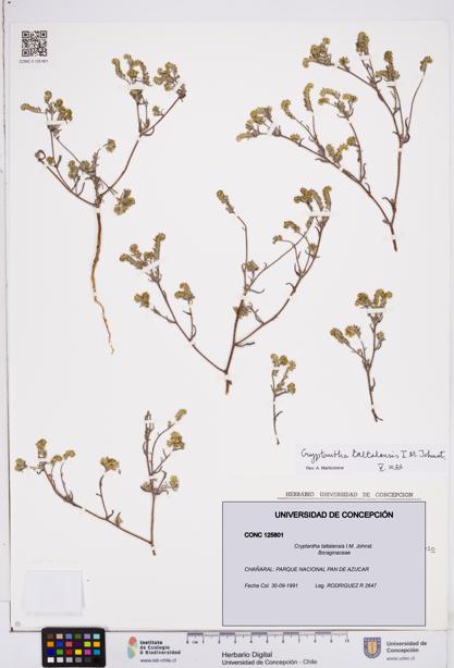 Cryptantha taltalensis [Espécimen: ]