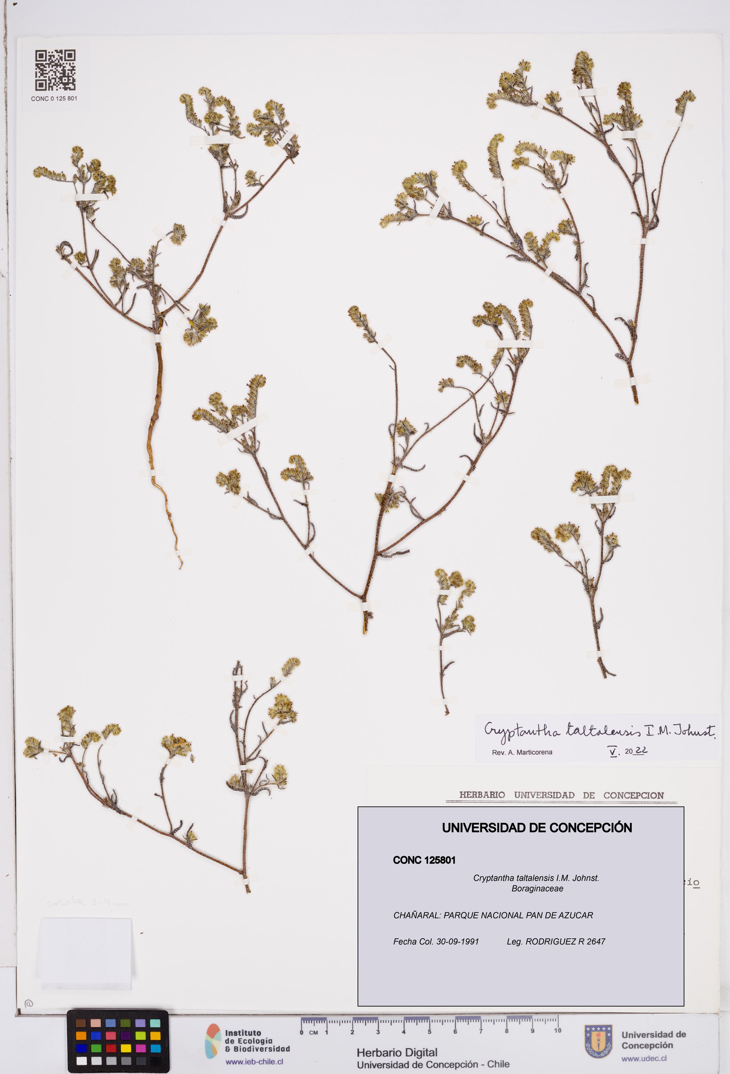 Cryptantha taltalensis [Espécimen: ]