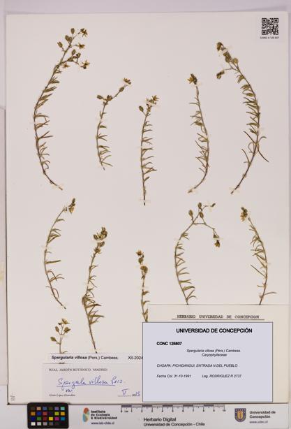 Spergularia villosa [Espécimen: UDEC:CONC:0125807]