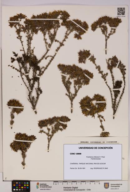 Frankenia chilensis [Espécimen: UDEC:CONC:0125808]