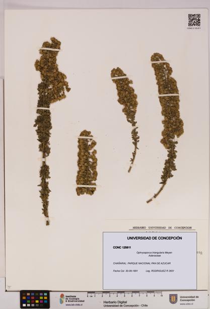 Ophryosporus triangularis [Espécimen: UDEC:CONC:0125811]
