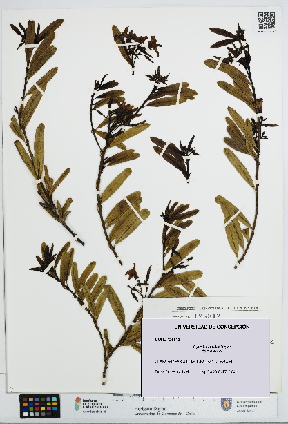 Skytanthus acutus [Espécimen: UDEC:CONC:0125812]