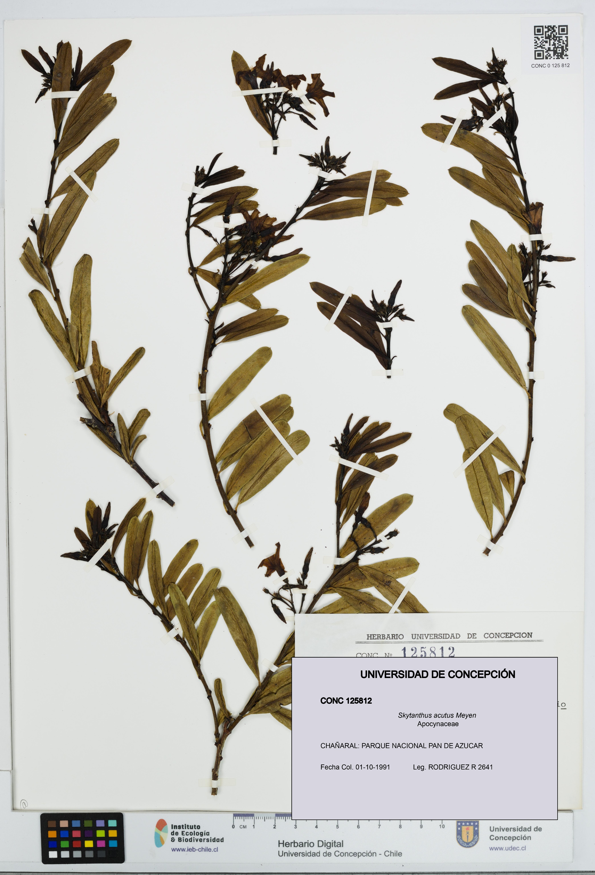 Skytanthus acutus [Espécimen: UDEC:CONC:0125812]