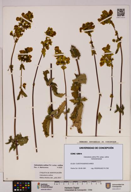 Calceolaria collina subsp. collina [Espécimen: UDEC:CONC:0125814]