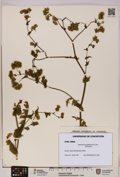 Moscharia pinnatifida [Espécimen: UDEC:CONC:0125820]