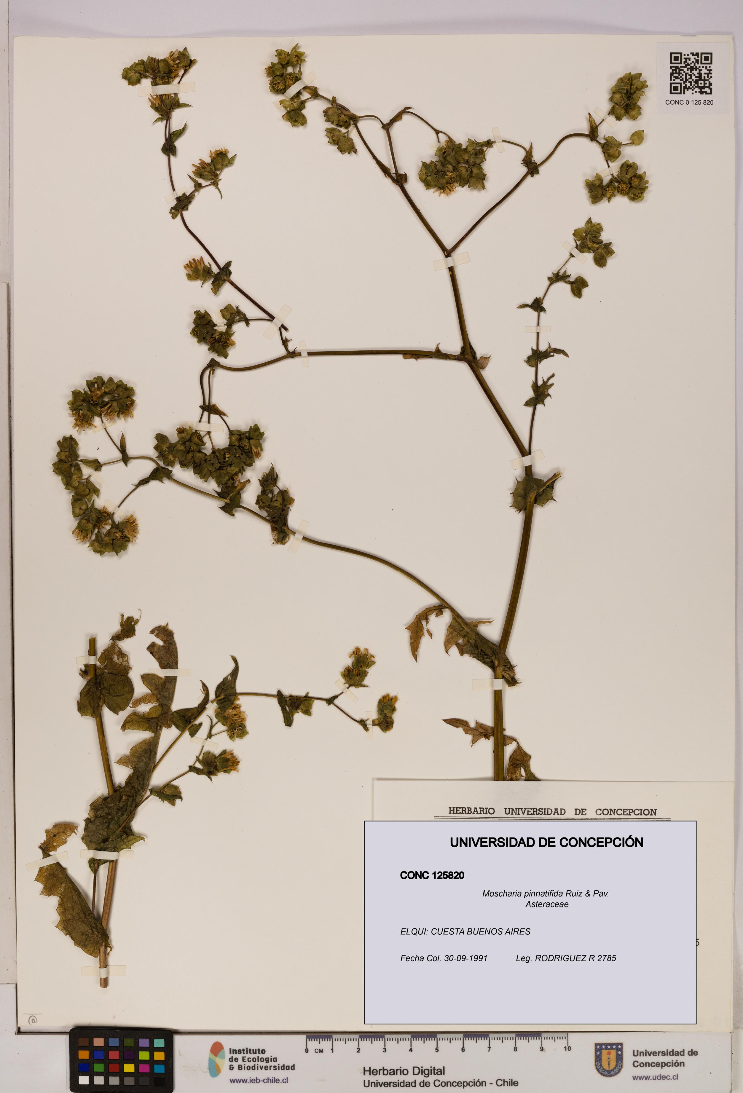 Moscharia pinnatifida [Espécimen: UDEC:CONC:0125820]
